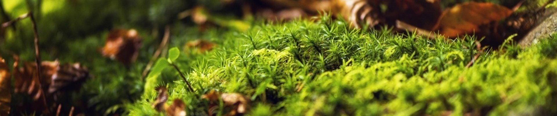 qualification_banner